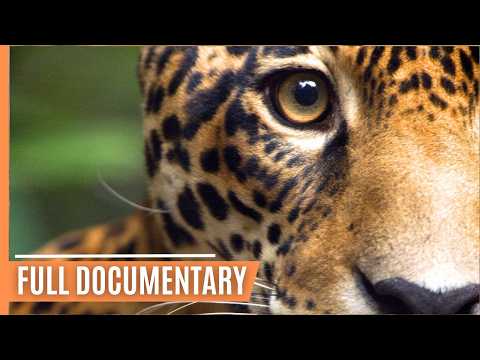 Into the Wild - The Untamed Rainforests and Unique Creatures of Guyana | Full Documentary