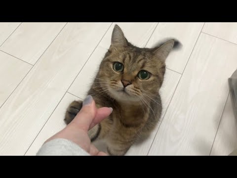 猫にダル絡みするとこうなるので観ておいてほしい…