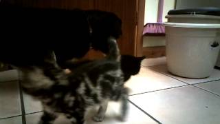 Poorly kitties getting some playtime with Aunty Bethany at Feline Care (Norfolk)