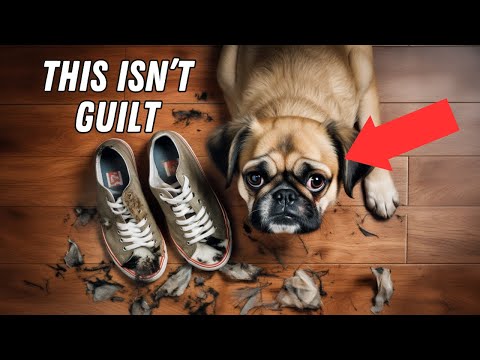 The Biggest Dog Myths, Debunked: 14 Lies You've Been Told