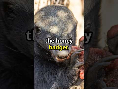 Honey Badger Havoc