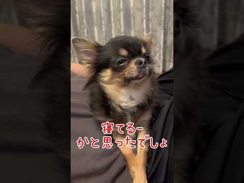 誰がタヌキじゃ（笑） #チワワ #chihuahua #犬 #dog #犬のいる生活#チワワのいる生活 #shorts