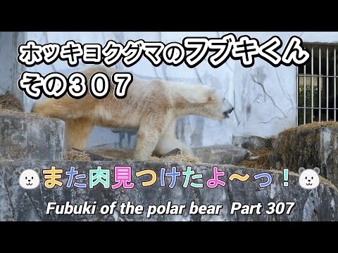 ホッキョクグマのフブキくん（３０７）🐻‍❄️また肉みつけたよ～っ！🐻‍❄️（東山動植物園）Fubuki of the polar bear Part 307