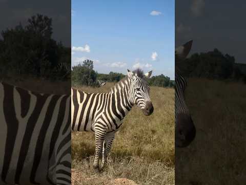 Walking with Zebras: Exploring Their Home at Ol Pejeta Conservancy #shorts #yuotubeshorts #travel