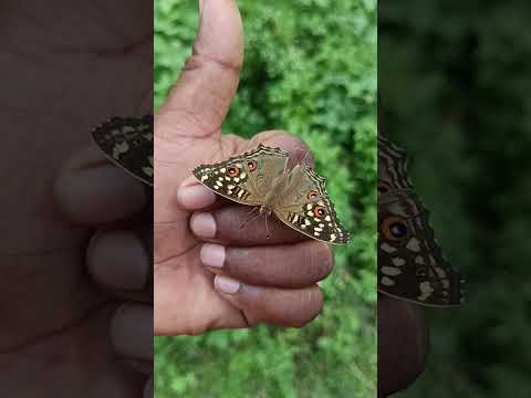 Beutifull Butterfly 🦋 #beutifull #butterfly #shorts #youtubeshorts