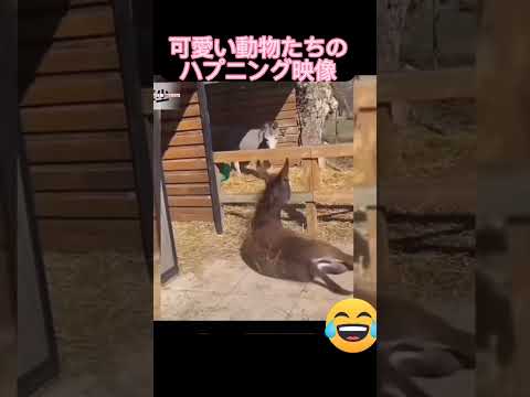 動物たちのおもしろハプニング映像集