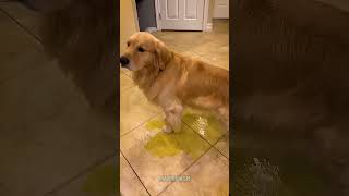 Dog Pees Uncontrollably After Holding It In for Too Long