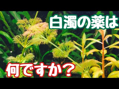 水草水槽立ち上げ1ヵ月後の様子　#アクアリウム  #水草水槽