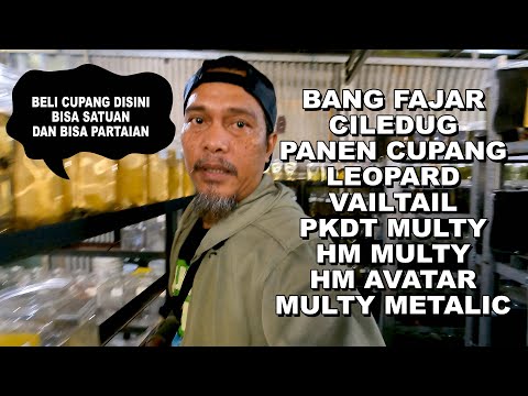 BANG FAJAR LAGI PANEN CUPANG BANYAK