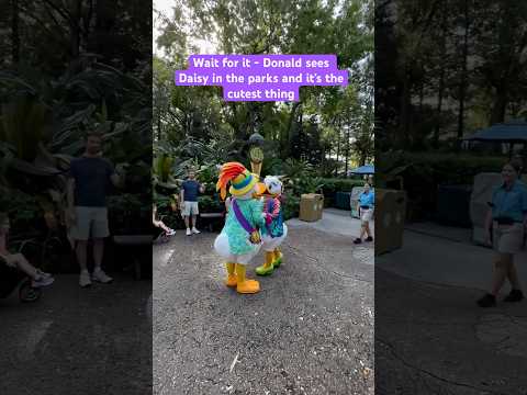 Donald Duck Sees Daisy In Animal Kingdom at Disney #disneycharacters #disneycast #disneyworld