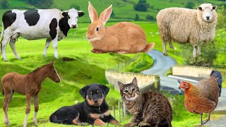 Familiar Animals - Cats, Dogs, Horses, Ducks, Cows, Sheep, Rabbits - Beautiful Animals