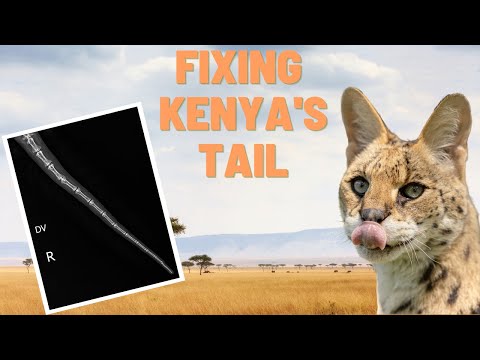 Fixing a serval's tail!