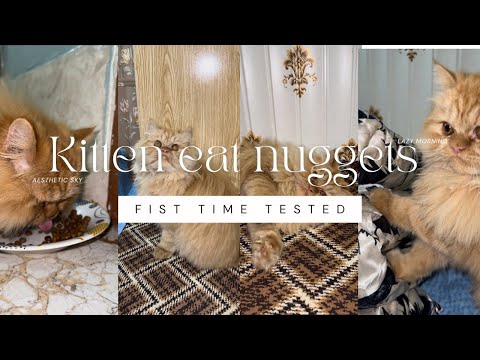 Kitten First Taste of Chicken Nuggets – Must Watch! 🐾✨