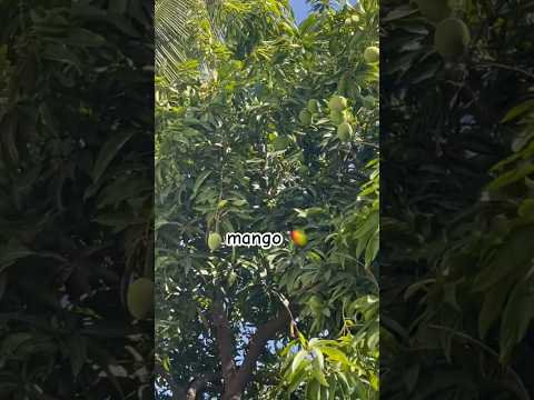 Mango | Fruit plant | organic gardening | Aam (S-151) #shorts #ytshorts #mango #fruit #trending