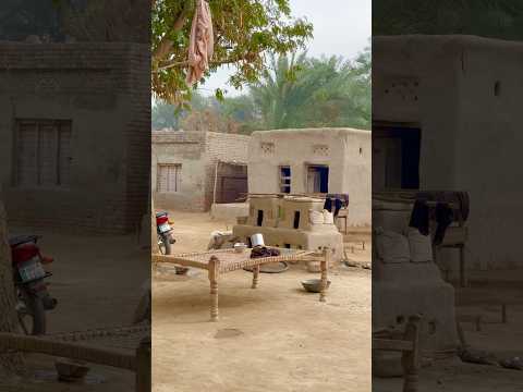 Real Simple Village Life in Punjab Pakistan #shorts  #villagelife