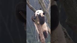 MANGXIAOWU #pandachina #cute #chinapanda #cutepanda #panda