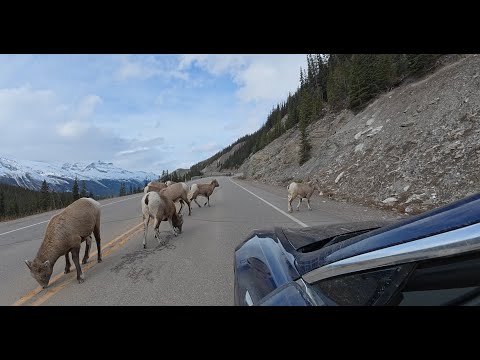 The Icefields Highway between Jasper and Banff Alberta | After the 2024 wildfires | Tesla Model 3