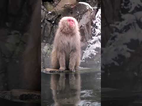 Japan Winter Travel: Visit Snow Monkey Park for an Adorable Experience! #tripotocommunity