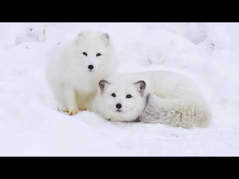 Animals of the Alpine Tundra Biome 🐐 Snow Leopard, Wolverine, Mountain Goat, Pika...