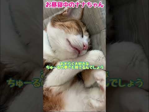 寝ながら　ちゅーる　を食べるねこ　#Shorts　cat eating while sleeping