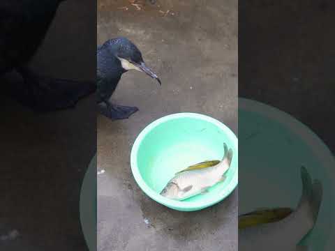 How many fish can a cormorant eat at one time?