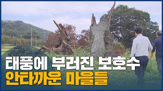 태풍에 쓰러진 보호수, 활용 방안 없나?