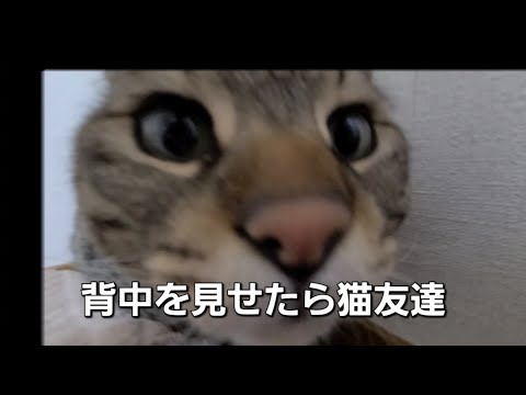 「背中を見せたら猫友達！お腹を見せたら親友！？」