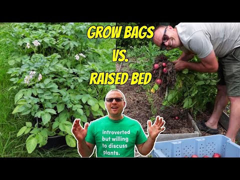 Raised Bed vs Grow Bag: Potato Challenge!