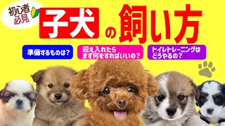 子犬を迎えて1週間／子犬の飼い方について／子犬をお迎えするのに必要なこと　トイレトレーニングなど