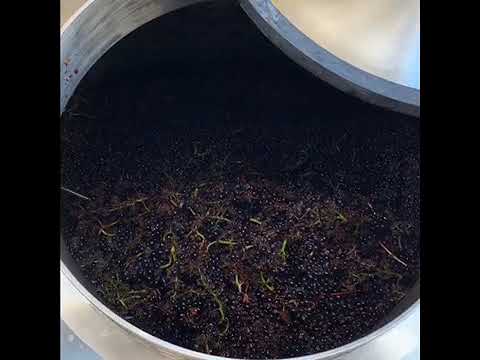 Harvest 2019 - Creative Pinot Noir Extraction