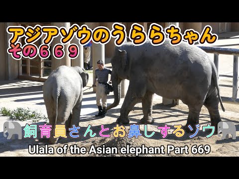 アジアゾウのうららちゃん（６６９）🐘飼育員さんとお鼻しするゾウ🐘（東山動植物園）Ulala of the Asian elephant Part 669