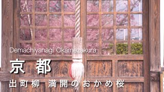 Kyoto vlog] Demachiyanagi, Kyoto 🌸 Okamezakura in full bloom