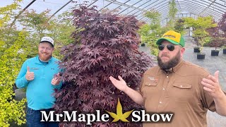 Top 5 Most Underrated Japanese Maples!