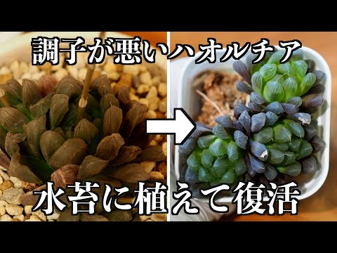 【ハオルチアの水苔植え】どうなった？1年7ヶ月後の様子【ゆるっと植え替え#2】