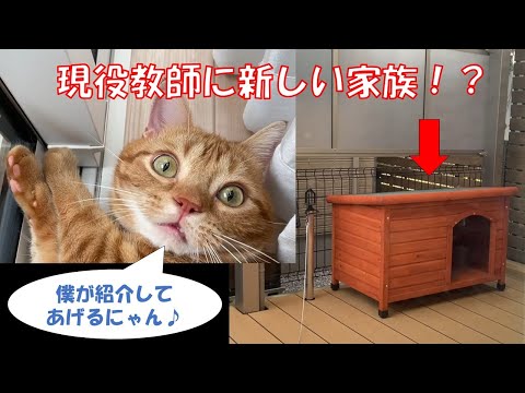 【猫】にゃん太（仮）と〇〇（仮）の癒し動画♪【アメショー】【アメリカンショートヘアー】【犬】【尻尾】【癒し】【可愛い】【肉球】【ゴロゴロ】