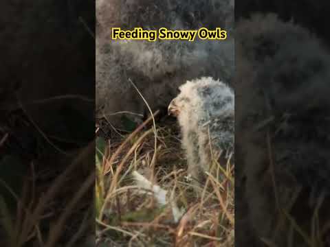 Feeding Snowy Owls #shorts #wildlife #documentary #fullepisode #animals