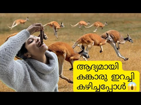 Cooking and Eating kangaroo Meat for the very first time | Kangaroo | Melbourne| Mallu couple|