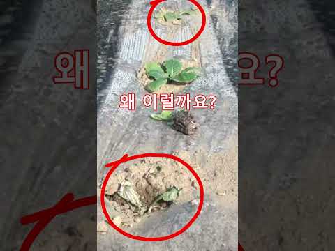 김장배추 왜 이럴까요 #shorts  #farming #koreannaturalfarming #농사