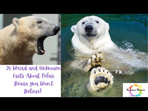 25 Weird and Unknown Facts About Polar Bears You Won't Believe! #facts #weirdanimals #mystery