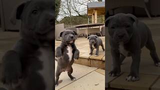 Cute staffy puppies dancing and barking #staffypuppy #puppy #cutepuppy #staffy #pibble #pitbullpuppy