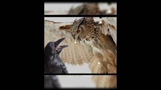 crow vs  owl fight#shorts