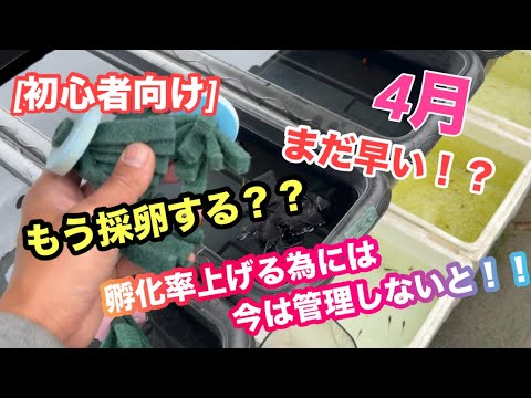 (メダカ)初心者向け　急がなくても大丈夫！！でも孵化率あげるなら管理しないと😁