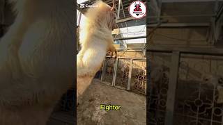 Fighter bakr 😅 #foryou #goat #animalwonder #shortfeed #animalwonders #viralvideo #animals