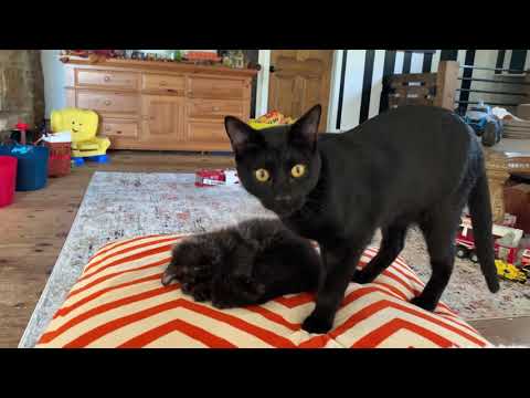 Precious black kitty & kitten! Meow!