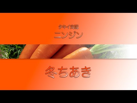 【野菜】「品種解説」ニンジン タキイ交配『冬ちあき』