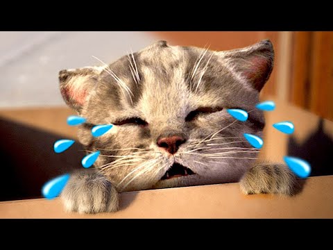 ADVENTURE OF A LITTLE KITTEN cartoon about kittens cartoon for kids and toddlers cartoons #1173