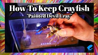 Painted Devil Crayfish Care and Information (Cambarus ludovicianus)- Crayfish Careguide