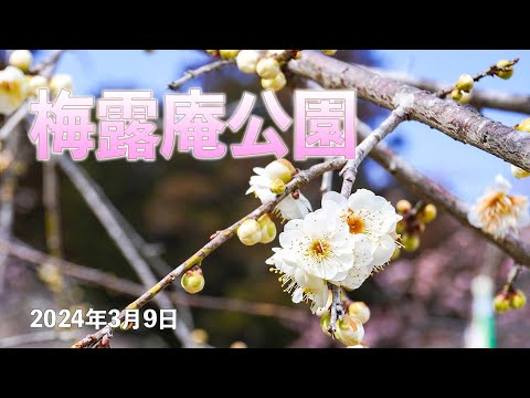 梅露庵公園 2024年3月9日