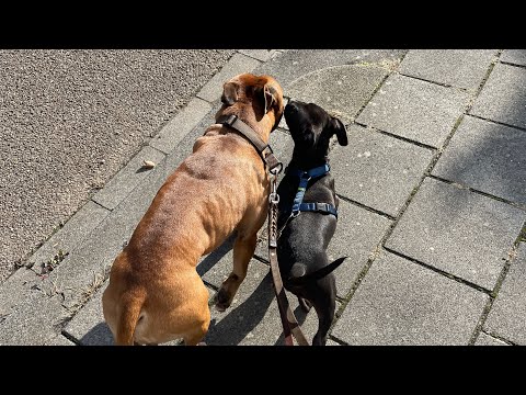 introducing my staffy to my pitbull puppy #funny