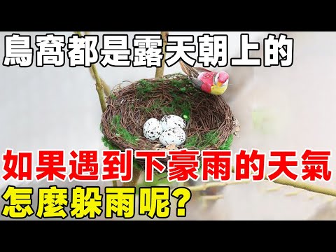 鳥窩都是露天朝上的，如果遇到下豪雨的天氣，怎麼躲雨呢？#科普頻道 #科普